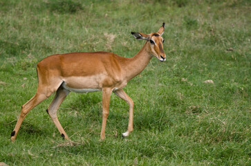 Naklejka na ściany i meble Impala, jeune, aepyceros melanpus, Parc national de Nakuru, Kenya, Afrique de l'Est