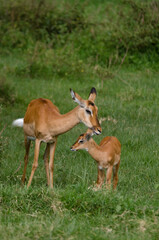 Impala, femelle et jeune,  aepyceros melanpus, Parc national de Nakuru, Kenya, Afrique de l'Est