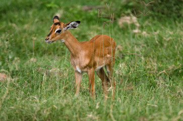 Naklejka na ściany i meble Impala, jeune, aepyceros melanpus, Parc national de Nakuru, Kenya, Afrique de l'Est