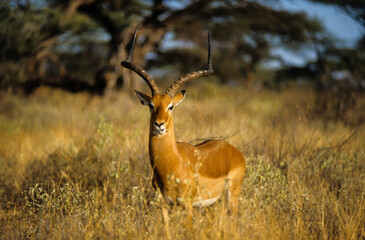 Impala, mâle, Aepyceros melampus, Parc national de Masai Mara, Kenya - obrazy, fototapety, plakaty