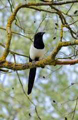 Pie bavarde,.Pica pica, Eurasian Magpie