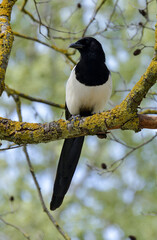 Pie bavarde,.Pica pica, Eurasian Magpie