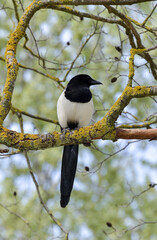 Pie bavarde,.Pica pica, Eurasian Magpie