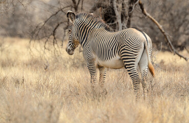 Zébre de Grévy, Equus grevyi grevyi, Parc national de Samburu, Kenya