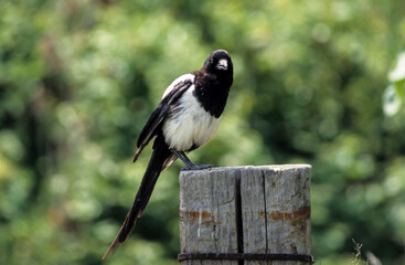 Pie bavarde,.Pica pica, Eurasian Magpie