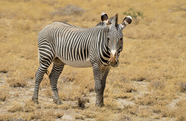 Zébre de Grévy, Equus grevyi grevyi, Parc national de Samburu, Kenya