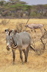 Zébre de Grévy, Equus grevyi grevyi, Parc national de Samburu, Kenya