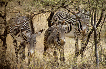 Fototapeta na wymiar Zébre de Grévy, Equus grevyi grevyi, Parc national de Samburu, Kenya