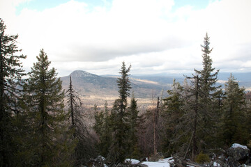 a snowy forest with a mountain in the background
