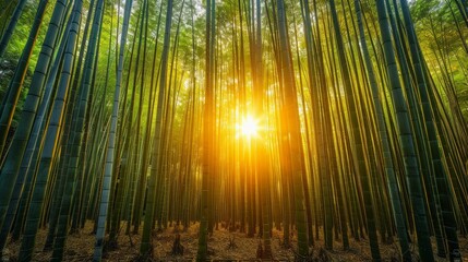 Bamboo forest with morning sunlight.