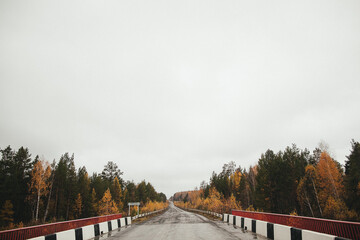 Obraz premium Treelined road under a sky bridge in a forest landscape