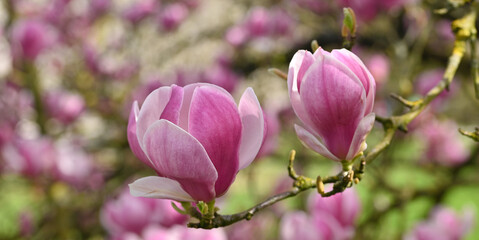 Beautiful close-op of magnolia x soulangeana flowers