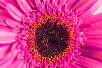 Pink gerbera flower close up