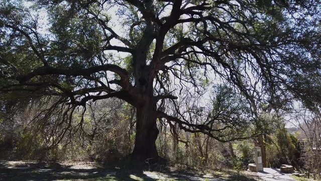 Tilt up old gnarly oak tree