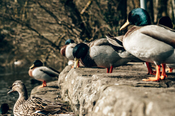 Close-Up of Mallard Ducks Resting on Rocks Beside a Tranquil Pond
