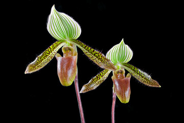 Paphiopedilum Wardii (Greensleeves x Chocolate Mint), a cultivar of a slipper orchid species