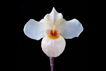Paphiopedilum 'Armeni White' a cross between two slipper orchid species (P. armeniacum x P. delenatii)