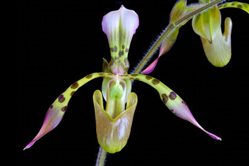 Paphiopedilum haynaldianum 'Khotaro' AM/JOS, a cultivar of a species of orchid from the Philippines