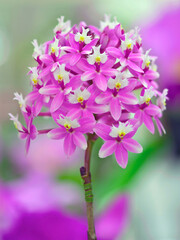 Crucifix Orchid flower, Epidendrum 'Raspberry Valley'