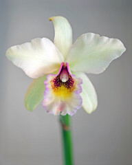 Laeliocattleya Coastal Sunrise 'Lemon Chiffon', a hybrid cattleya alliance orchid flower