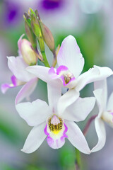 Caulaelia Mizoguchi 'Princess Kiko' BM/JOGA, a hybrid orchid created in Japan