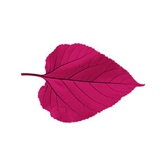Pink heart shaped leaves, Brightly Colorful leaves with jagged edges.