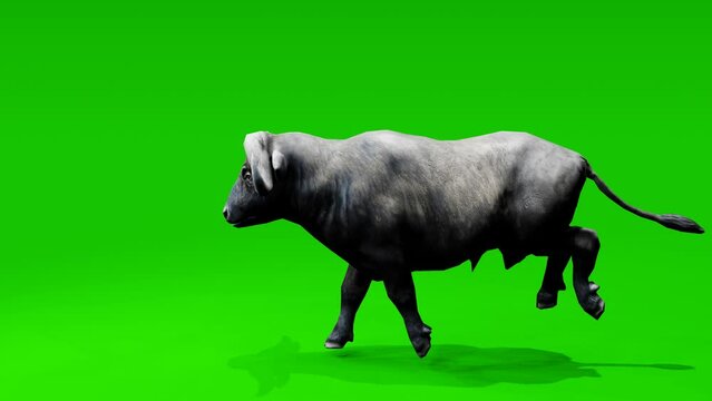 Dynamic loop: Magnificent buffalo roaming gracefully against a chroma key green backdrop. Ready for seamless integration into your projects.