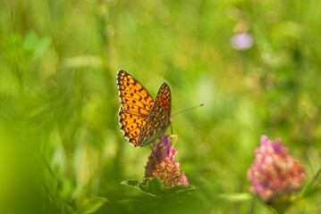 Fototapeta na wymiar A bright orange butterfly perched on a pink clover flower with fresh light green background