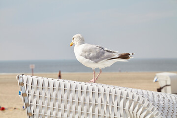 Möwe sitz auf Strandkorb, Insel Borkum, Niedersachsen, Deutschland, Niedersachsen