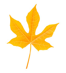 Yellow Maple Leaf isolated transparent background, Nature Botany Summer Foliage