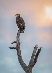 Young bald eagle perched in a tree with beautiful sky
