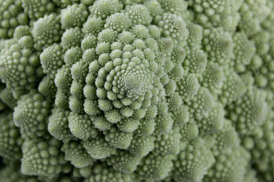 details of a biological example of Fibonacci spirals and fractals in nature using a Romanesco cauliflower