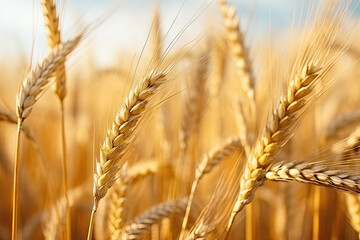Golden Wheat Ears Close-Up, Harvest and Agriculture Concept