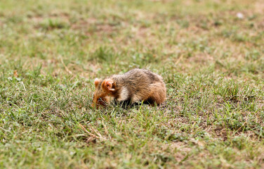 Naklejka na ściany i meble Wild hamster searching for food in the field.
