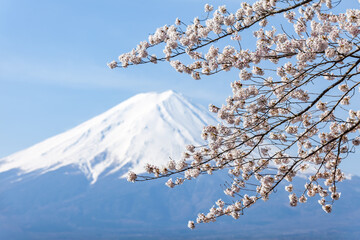 Cherry blossom tree in spring with Mount Fuji in the background, Yamanashi Prefecture, Japan