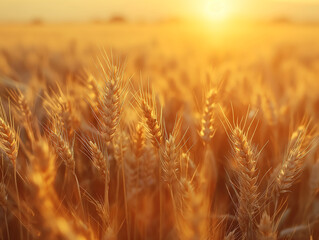 A field of ripe wheat