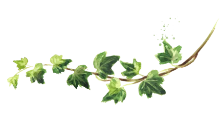 Fototapeten Ivy branch with leaves.  Hand drawn watercolor illustration isolated on white background  © dariaustiugova