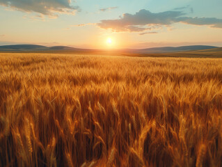 A field of ripe wheat