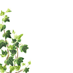 Ivy  branch with green leaves  frame for card, Hand drawn watercolor  illustration isolated on white background
