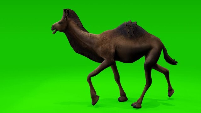 Dynamic loop: Mighty camel gracefully moving against a chroma key green backdrop. Ready for seamless integration into your visuals.