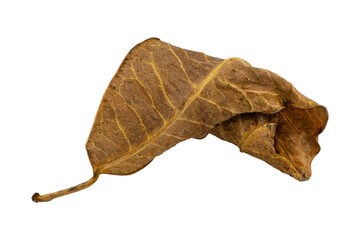 dry leaf closeup on the white background