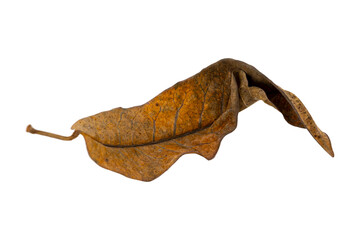 dry leaf closeup on the white background