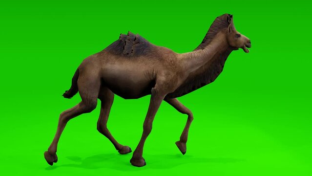 Seamless loop: Enthralling camel in motion against a captivating green screen backdrop. Adds versatility to your visual creations.