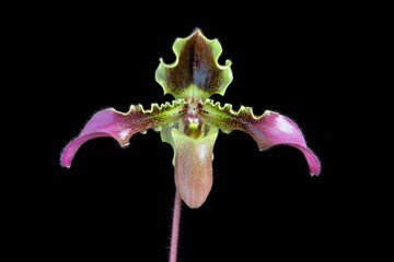 Paphiopedilum hirsutissimum, a species of slipper orchid from the Indo-China region of Asia