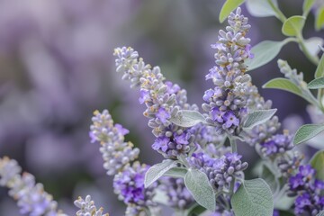 Obraz premium Vitality of Purple Vitex Flowers in Bloom 
