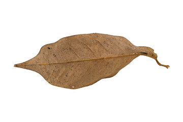 dry leaf closeup on the white background