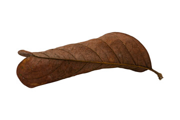 dry leaf closeup on the white background