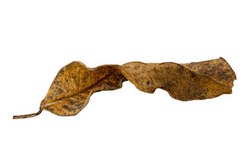 dry leaf closeup on the white background