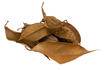 dry leaf closeup on the white background