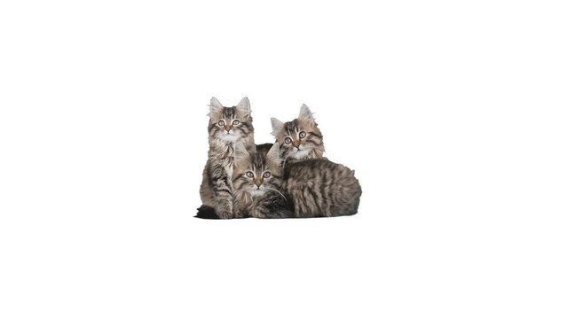 Three kittens on a white background